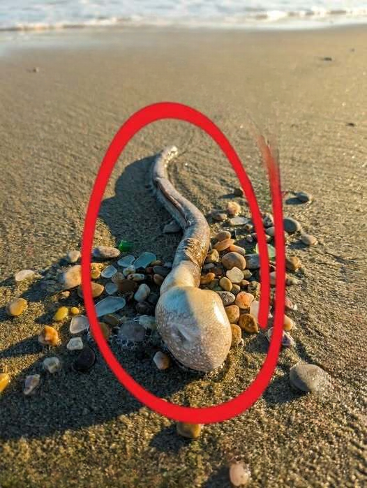 A Mysterious Beach Discovery Left Everyone Curious During a Simple Walk