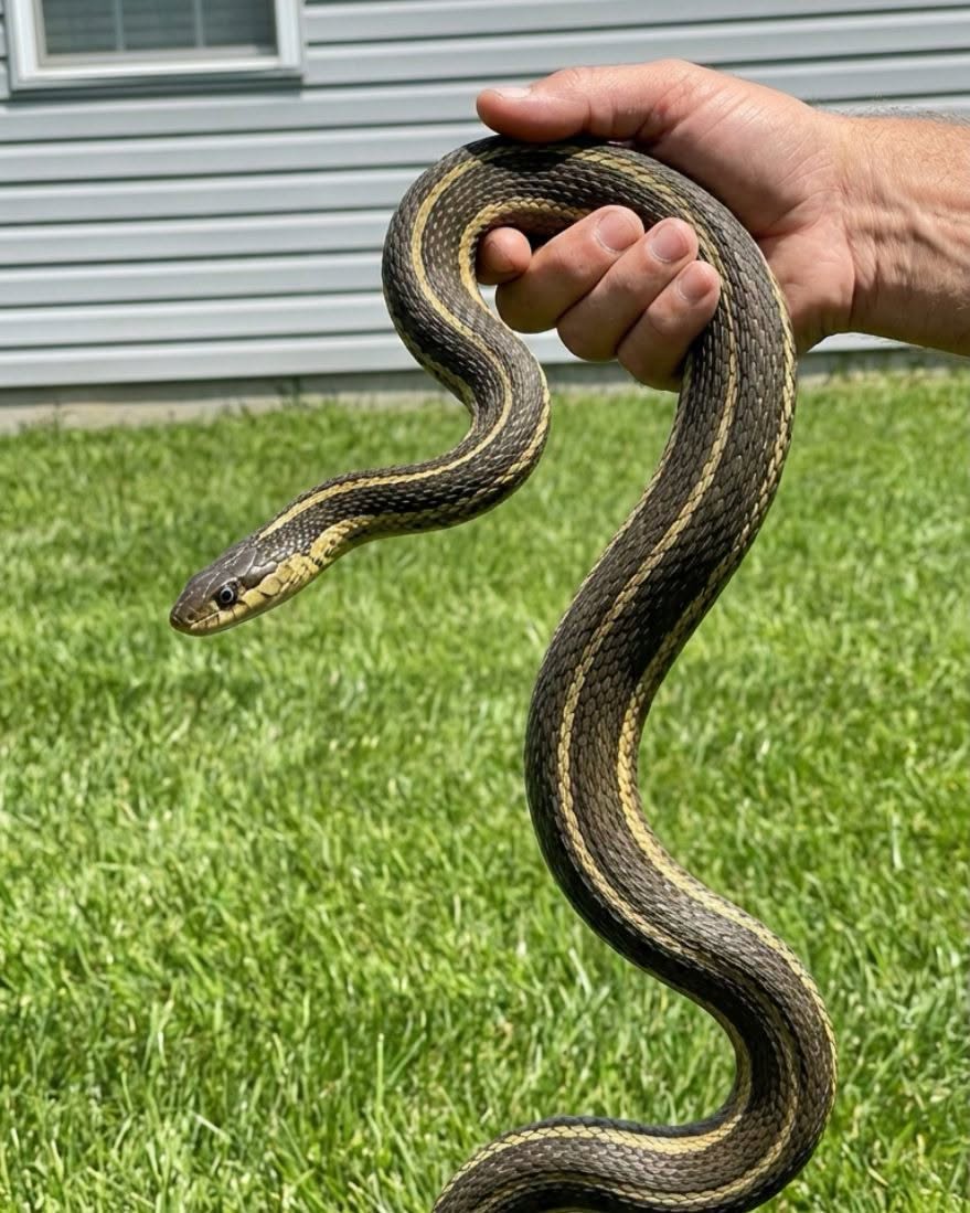 8 Simple and Safe Ways to Keep Snakes Out of Your Yard While Protecting Your Family and Pets