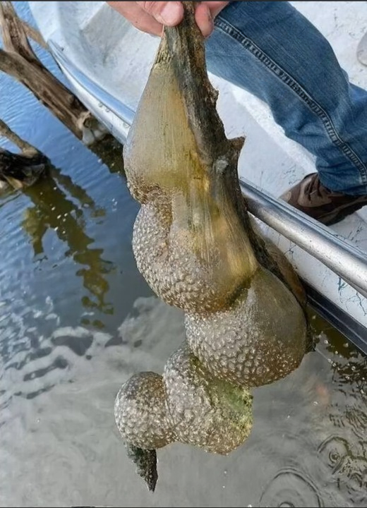 Strange Jelly-Like Clusters in Oklahoma Lake Turn Out to Be Ancient Harmless Life Forms