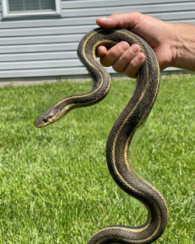 8 Simple and Safe Ways to Keep Snakes Out of Your Yard While Protecting Your Family and Pets