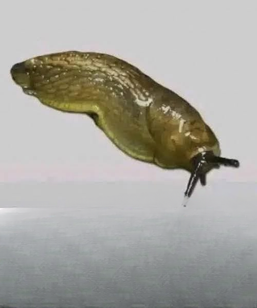 Did You Know That When a Slug Visits Your House It Means More Than You Think?