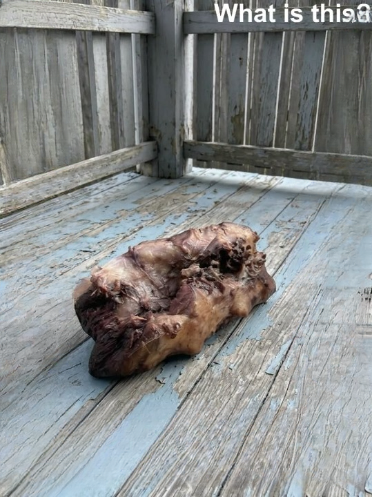 I Found Something Disturbing on My Porch This Morning — The Truth Behind It Left Me Shaken